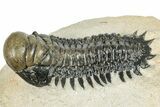 Detailed Crotalocephalina Trilobite - Exposed Hypostome #249770-1